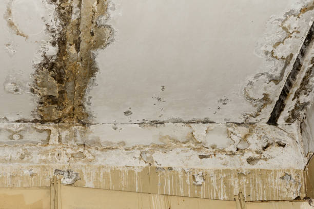 Singac, NJ Mold Removal Company