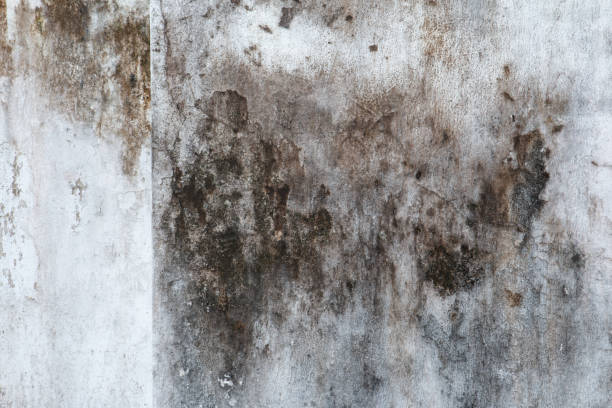 Forensic Mold Investigation in Singac, NJ