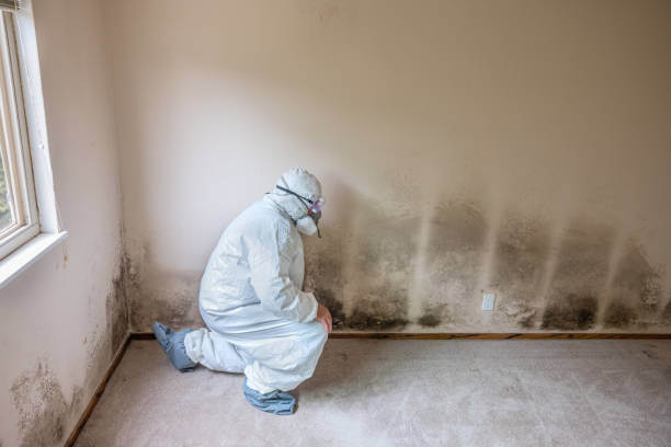 Best Basement Mold Removal  in Singac, NJ